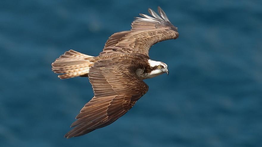 Muy veloz y se alimenta de peces: así es el águila que tuvieron que salvar de unas gaviotas en Canarias