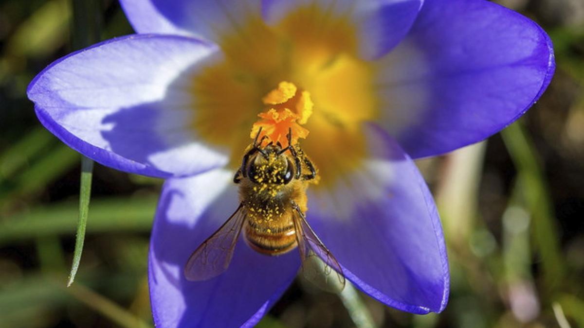 Una de cada 10 especies de abejas de Europa está en peligro de extinción