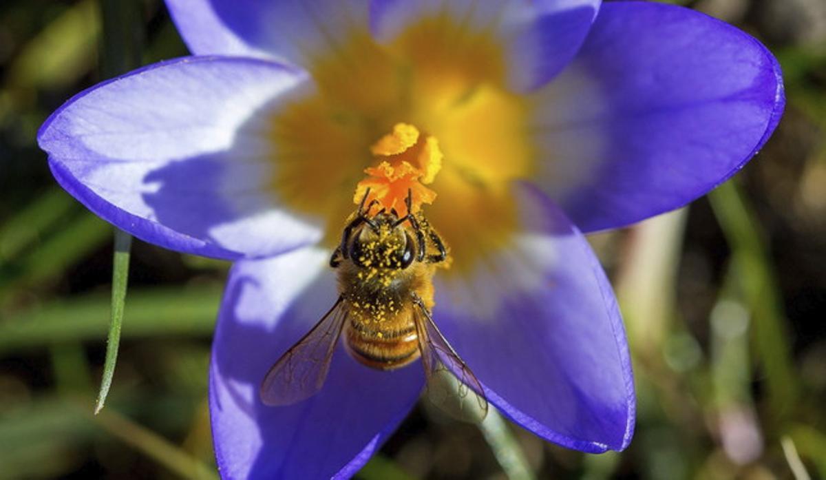 Una abella recol·lecta pol·len d’una flor a Timmendorf (Alemanya). Una abella recol·lecta pol·len d’una flor a Timmendorf (Alemanya).