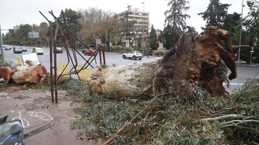 El tornado del sábado deja en Córdoba un centenar de árboles dañados