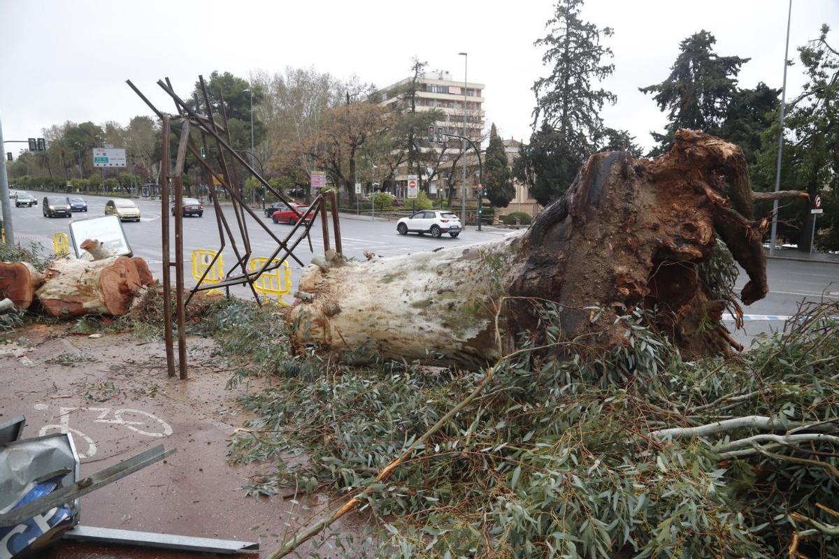 Un eucalipto centenario derribado en la avenida Vallellano por el viento.