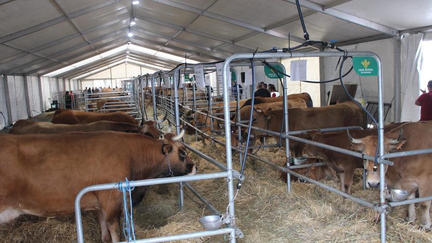 El concurso de ganado &quot;Llangréu natural&quot; pasará a llamarse &quot;Memorial José Francisco Torre&quot;