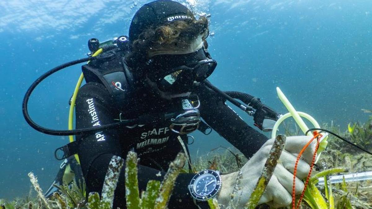 Imagen de un buceador sembrando posidonia en La Bahía de Talamanca.
