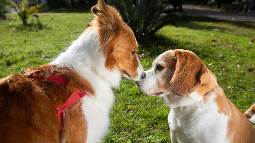 “No lo sueltes con cualquiera”: el aviso de un adiestrador canino sobre los peligros de una mala socialización