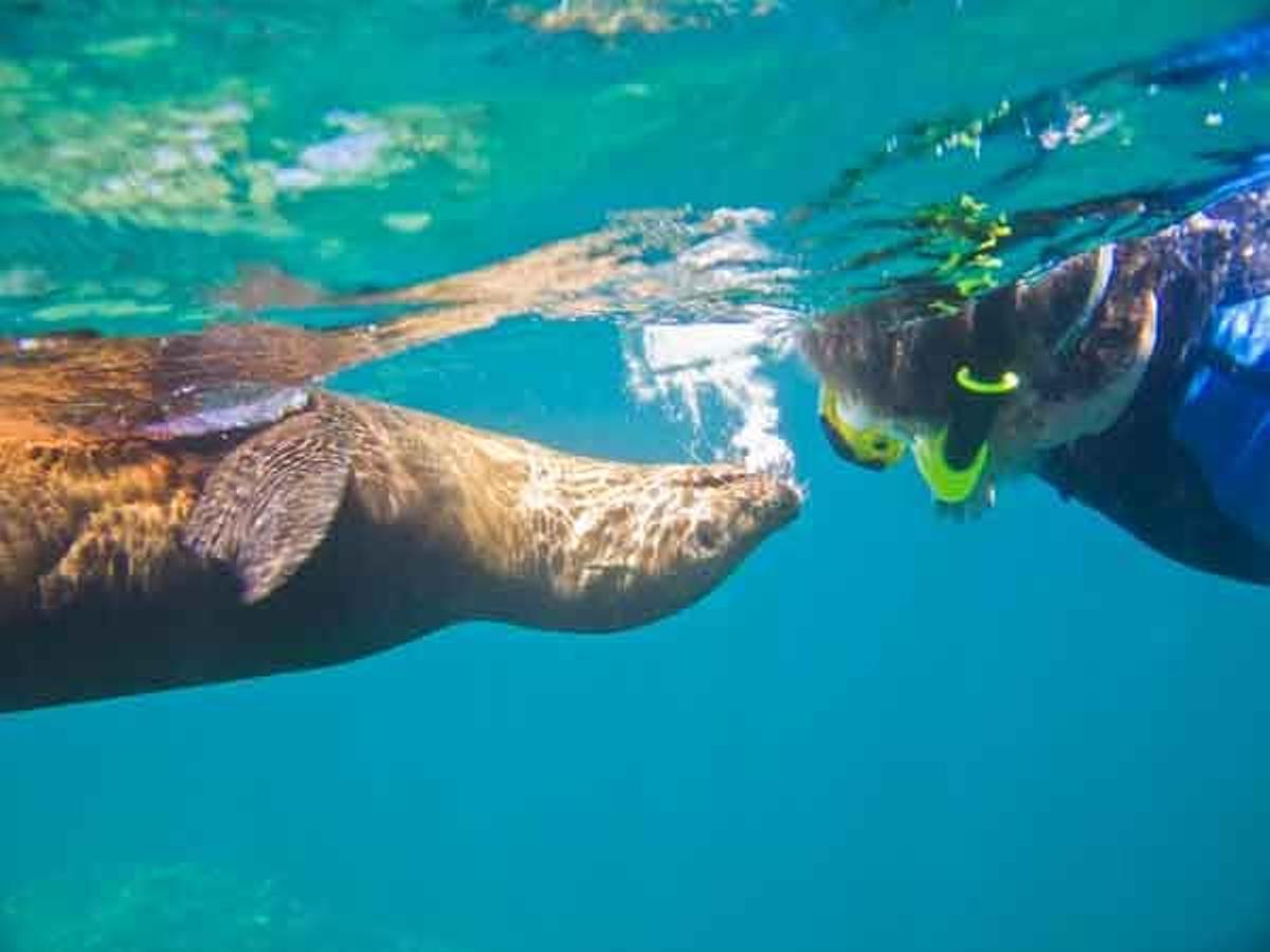 León marino en el Mar de Cortés, en un lugar conocido como Los Islotes, Baja California Sur, México.