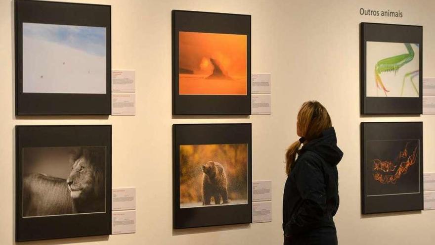 La exposición fotográfica sobre la naturaleza que se muestra en Pontevedra. // G. Santos