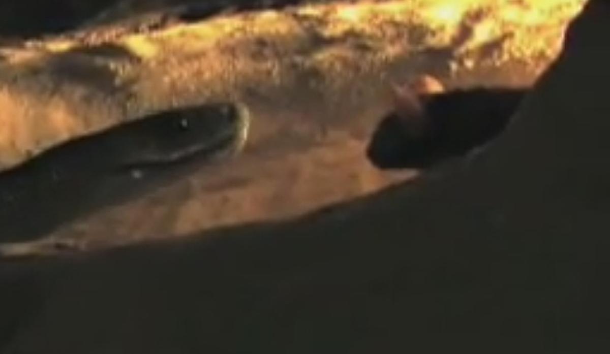 Una mamba negra ataca un ratolí.