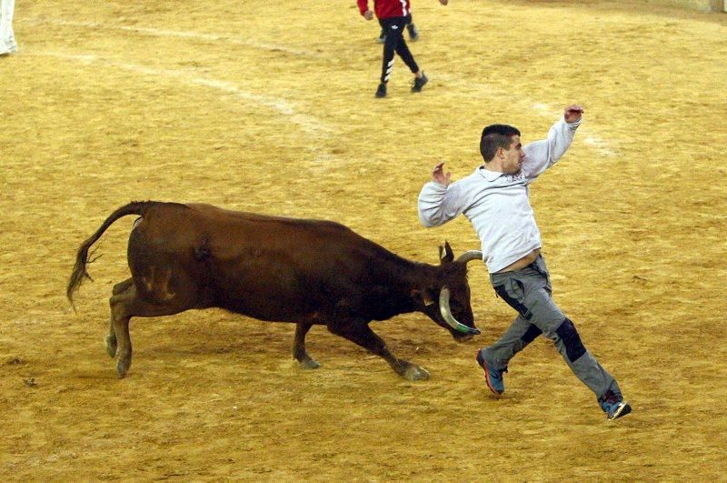 Primera mañana de vaquillas