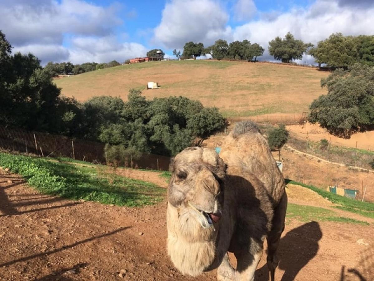 Un dromedario en el Parque de Observatorio de El Ronquillo.