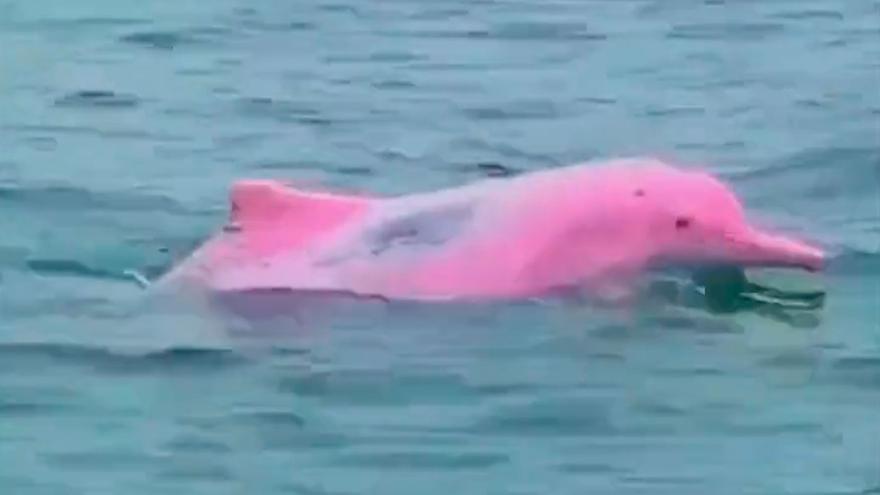 Extraordinario hallazgo en el Golfo de México: Un raro delfín rosa es avistado en sus aguas