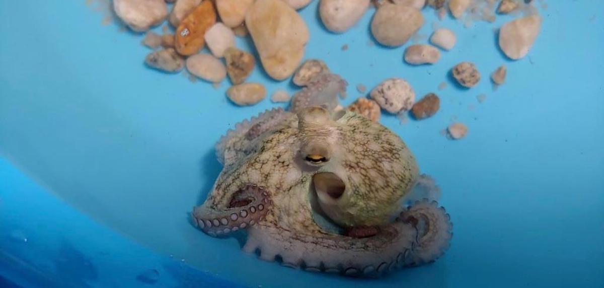 Nuevo hito de la acuicultura viguesa: los primeros pulpos nacidos en cautividad logran la talla para su venta