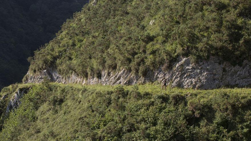 Ruta por las Foces del Río Pendón, Nava
