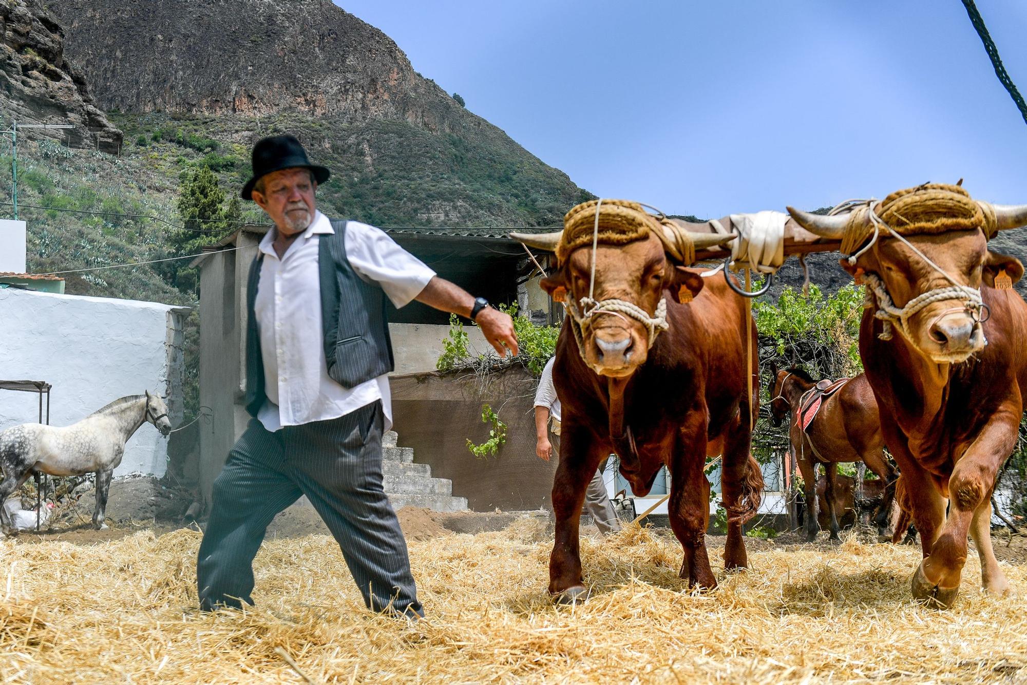 Dia de las tradiciones en Tenteniguada