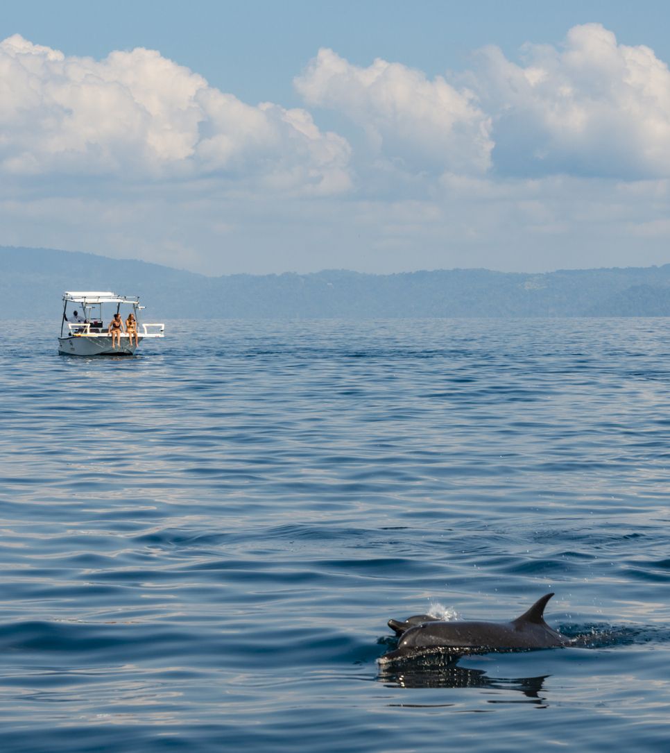 Turistas viendo delfines