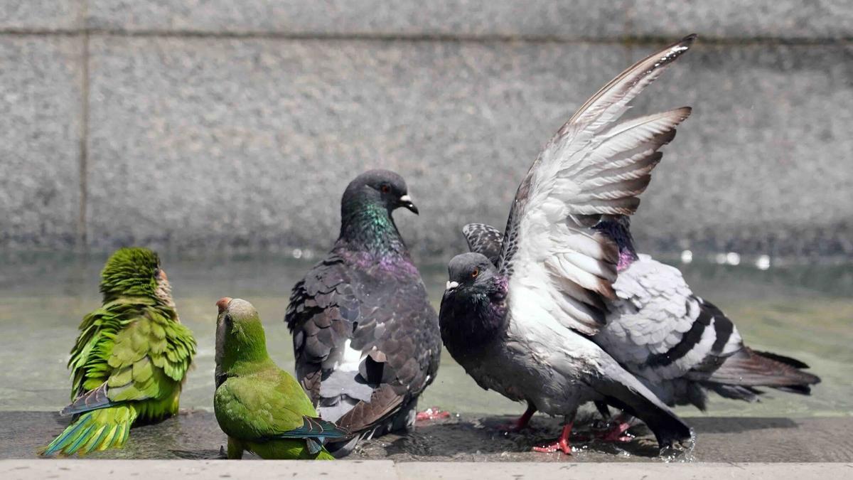 Varias cotorras y palomas beben agua de una fuente de la capital.