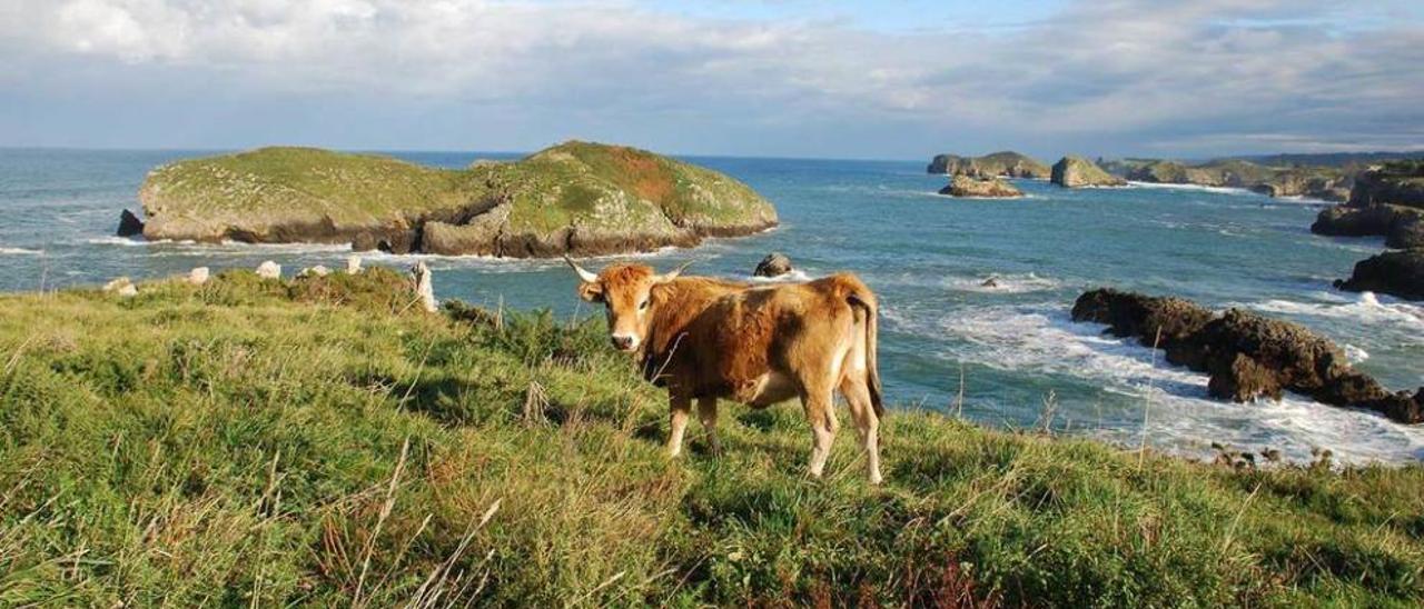 Una vaca, ayer, en la península de Borizu.