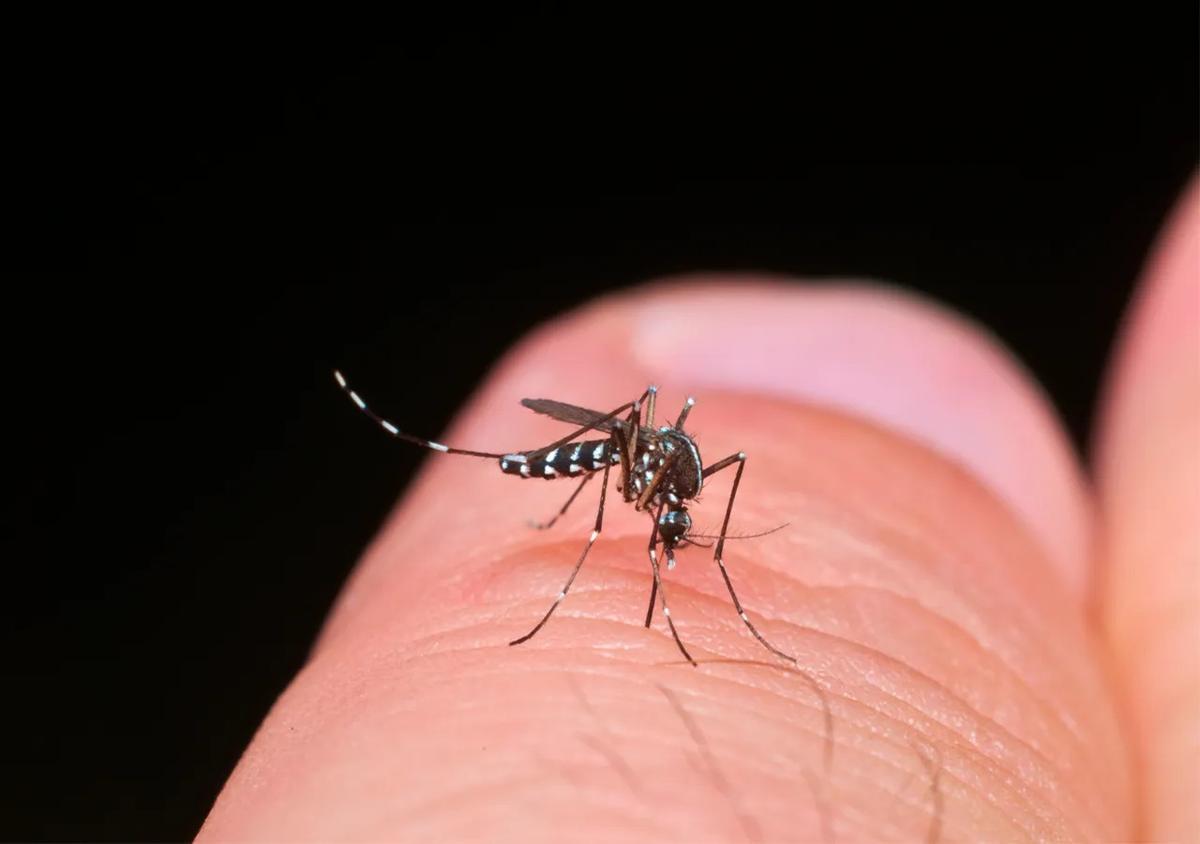 El calentamiento global está expandiendo la distribución de los mosquitos