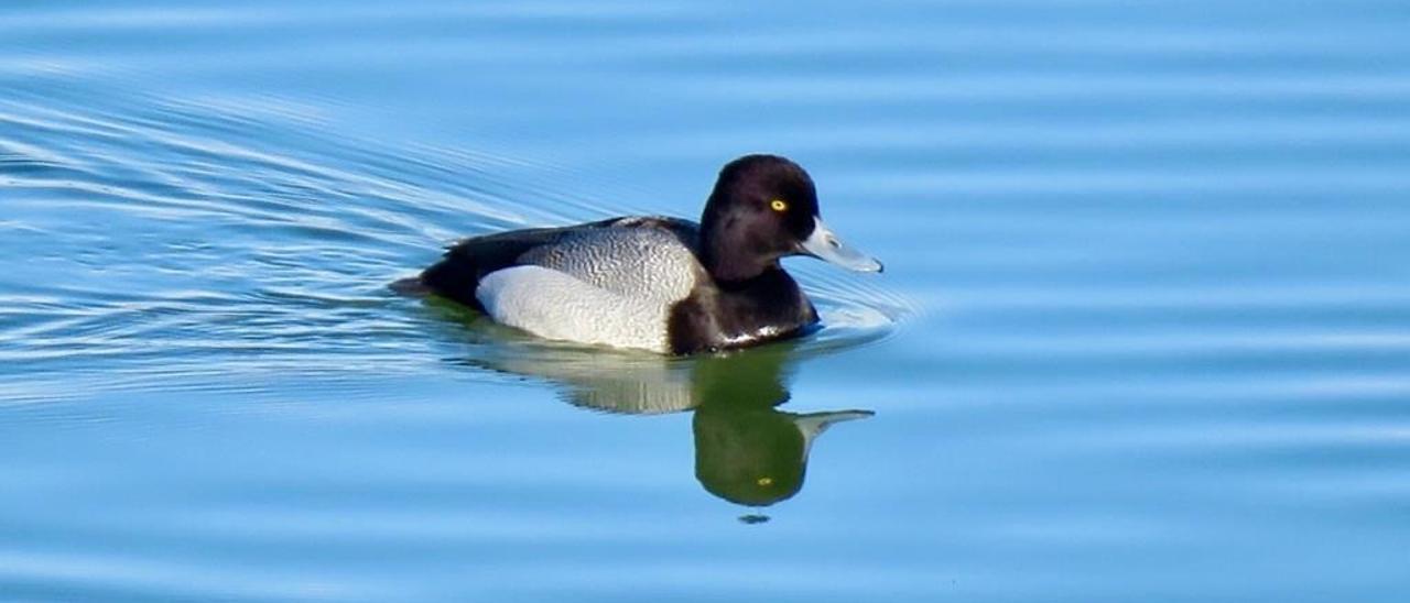 Una de las anátidas de la Reserva Ornitológica de O Grove.