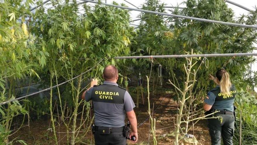 Plantación de marihuana en Caldas de Reis