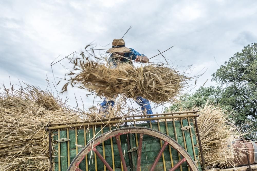 Avià manté amb força la transmissió de la tradició