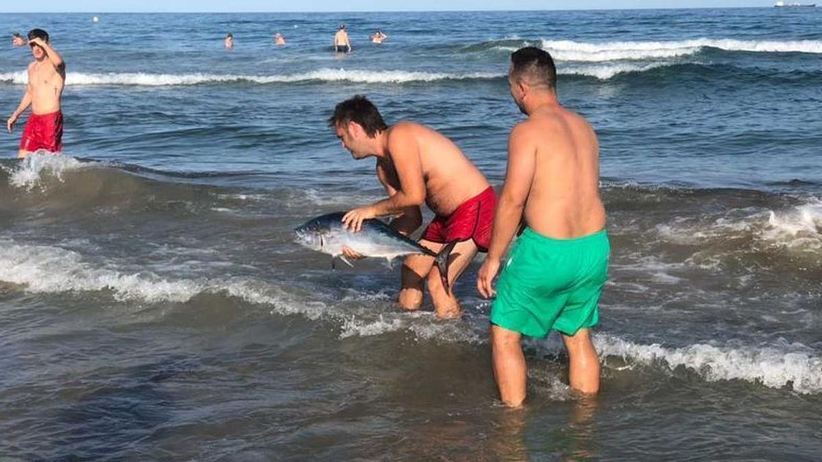 Imagen de los bañistas que se han visto sobresaltados este miércoles en el Grau con la aparición de una albacora.