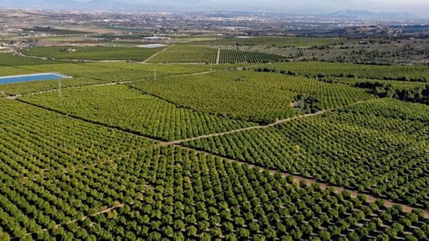 Vista aérea de plantaciones de cítricos en el valle de Carrascoy.