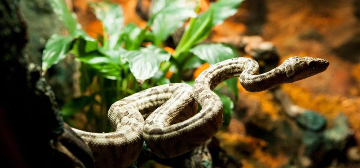 Vigozoo subasta 89 animales