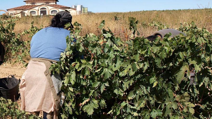 La Federación de Vino defiende contratos estables y a largo plazo en la vendimia de Toro