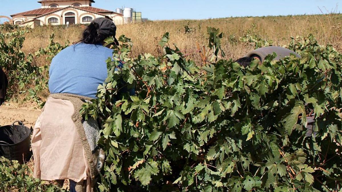 Vendimia en un viñedo de la DO Toro. | M. C.