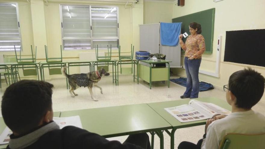 Los alumnos de primero de la ESO del instituto Azorín de Yecla cuentan en su clase de Biología con Tara, una perra mantenida por ellos mismos y que refuerza su atención.