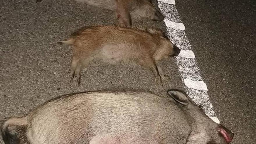 Dos jabalíes atropellados en Cangas de Onís