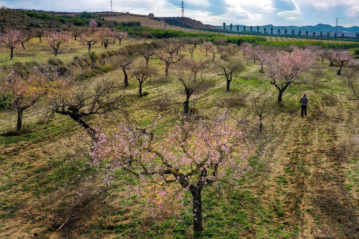 Bancal de secano plantado de almendros entre San Miguel de Salinas y Torremendo, en una de las zonas que el PAT protege por su valor agrícola de paisaje de secano