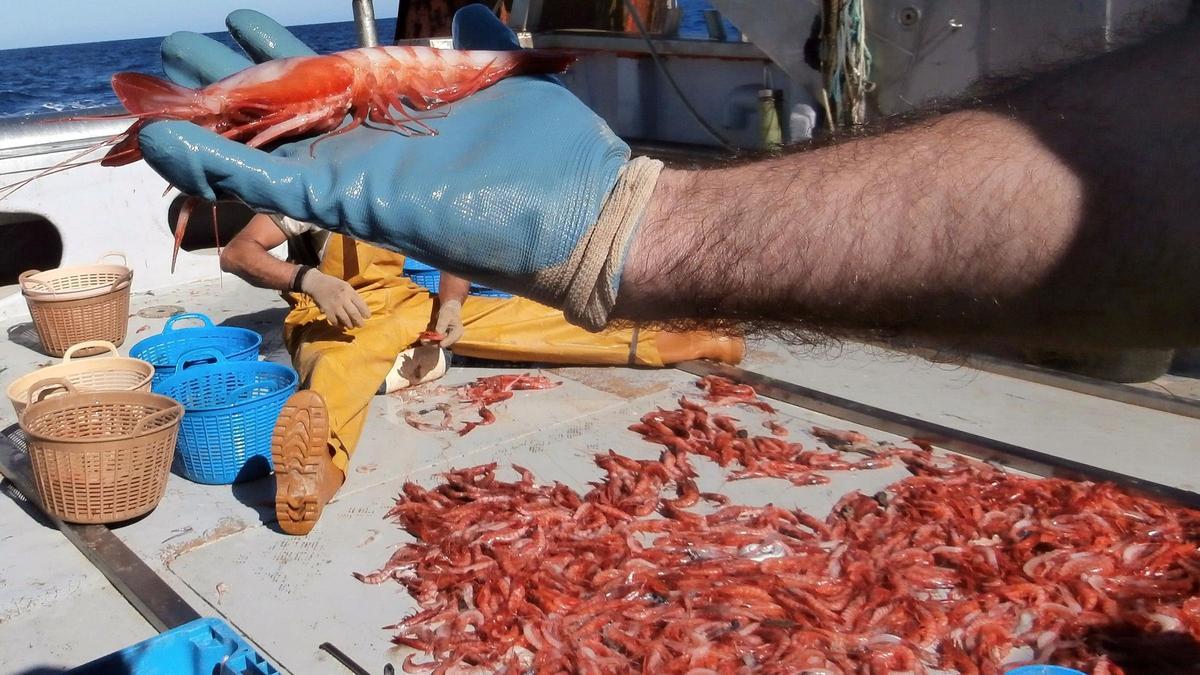 Capturas de gamba roja.