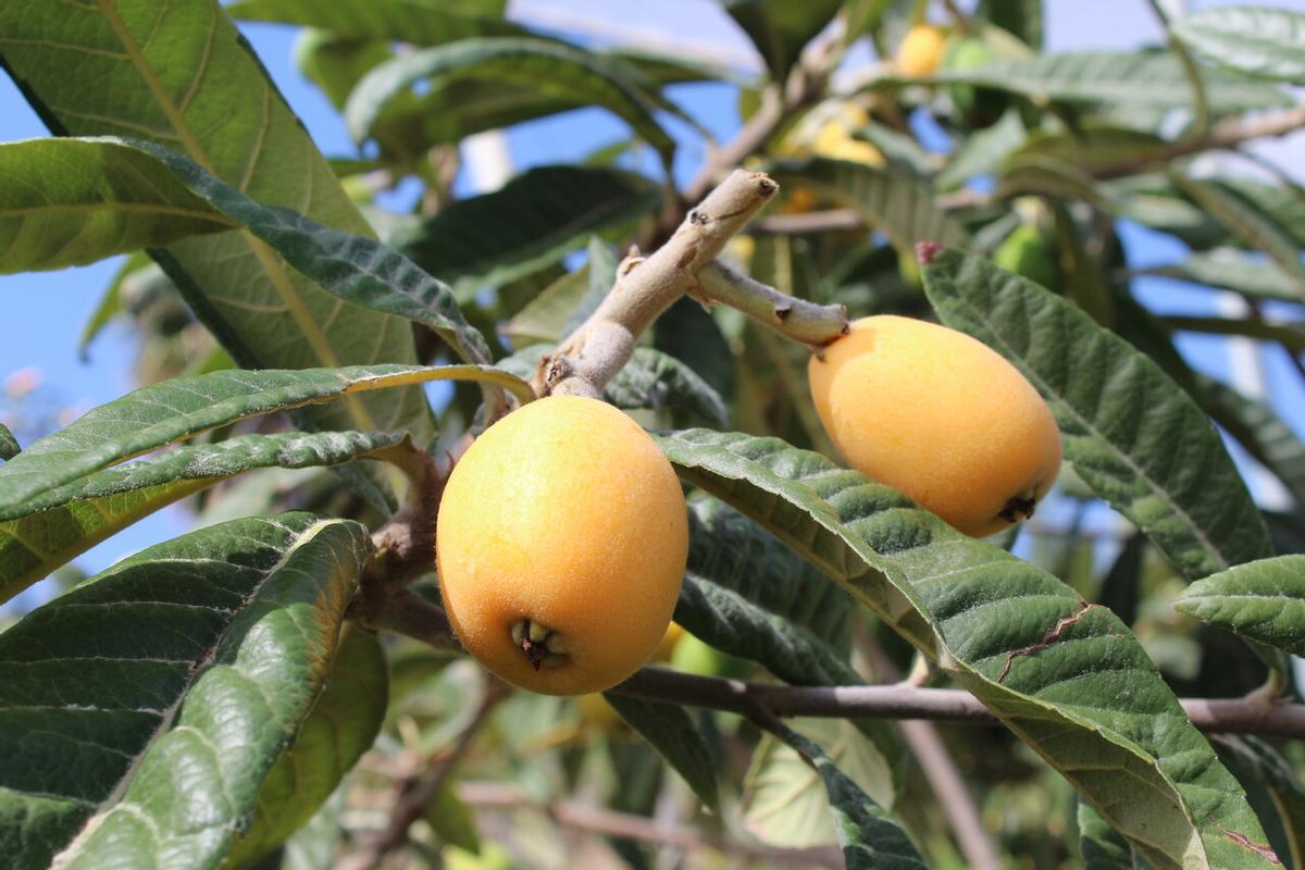 Nísperos en una plantación de Callosa d'En Sarrià.
