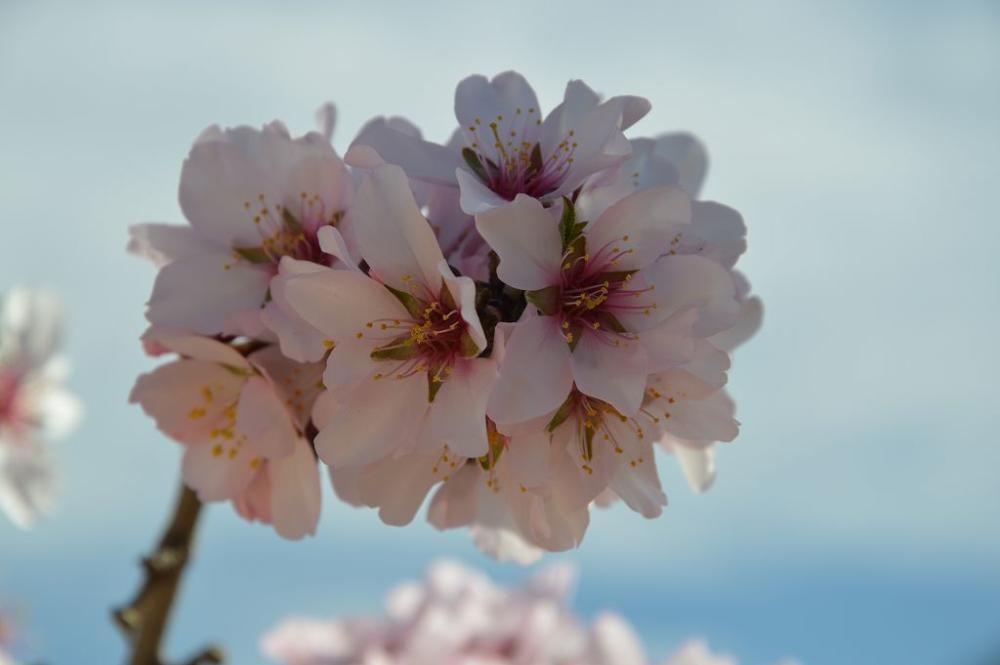 Y llegó la Floración, un manto de colores