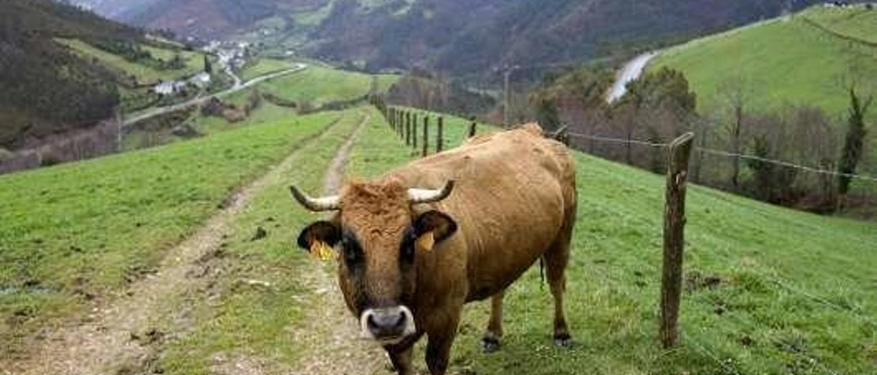 Una vaca de la raza asturiana de los valles.