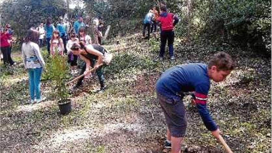 Més d&#039;un centenar de voluntaris netegen el bosc de Fenals