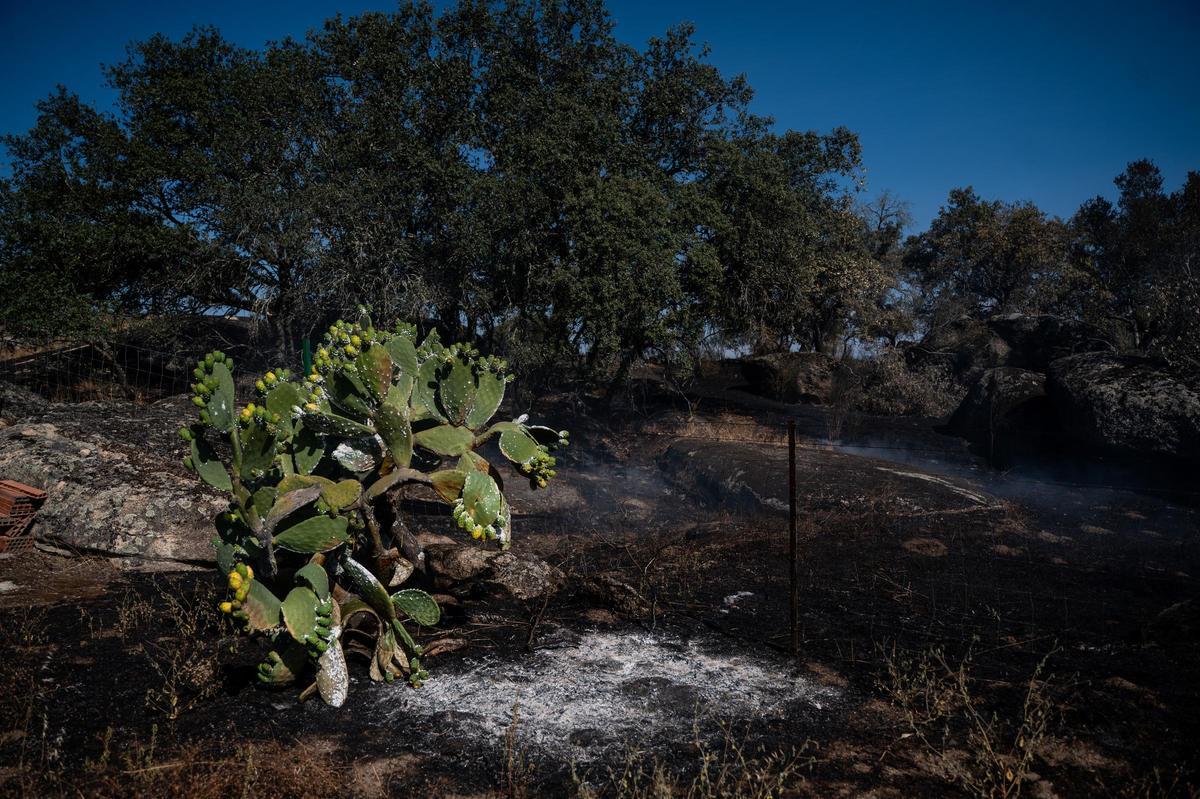 Galería | Las Viñas de Arroyo de la Luz, el día después del incendio Galería | Las Viñas de Arroyo de la Luz, el día después del incendio