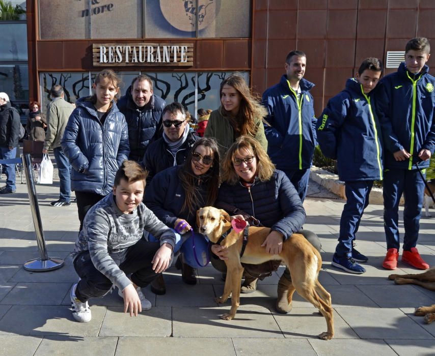 Jornada de adopción de perros en el Bioparc