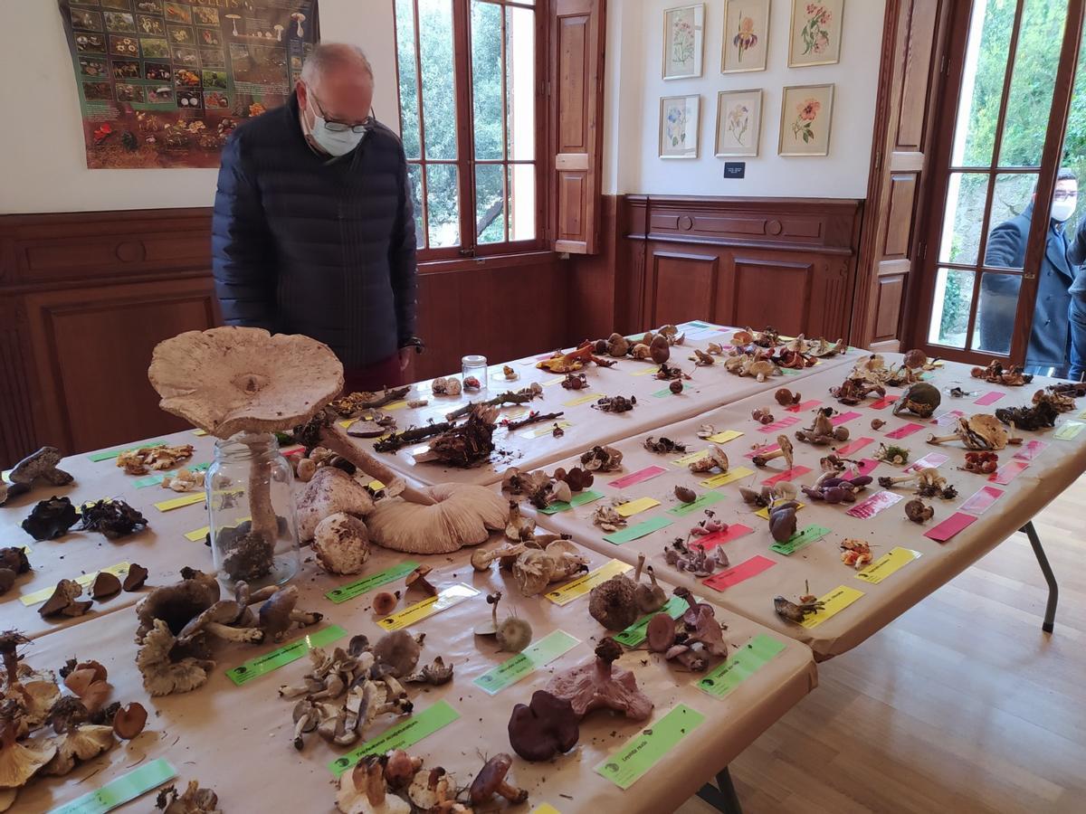 Temporada prolífica para la recolección de setas en la Serra de Tramuntana Temporada prolífica para la recolección de setas en la Serra de Tramuntana