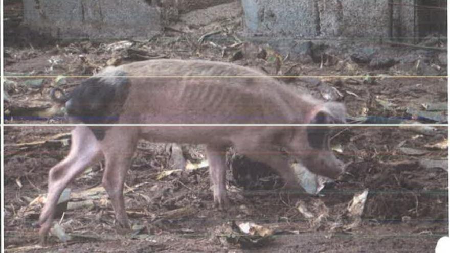 Un cerdo con evidente signo de desnutrición extrema en una granja de La Gomera.