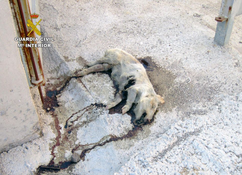 Cierran una granja en Calasparra con cerdos en descomposición