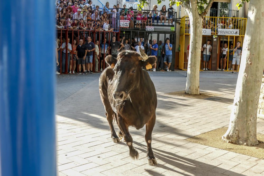 Fiestas de la Vaca de Castalla.