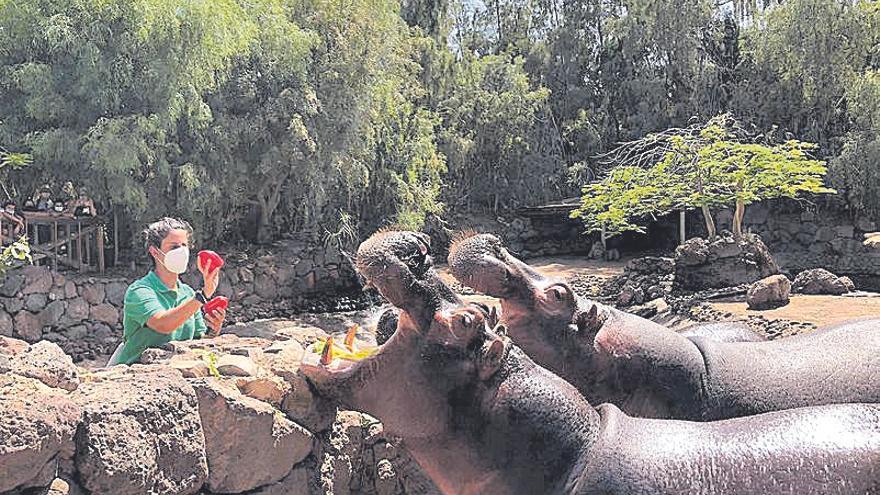 Los hipopótamos  del río grande