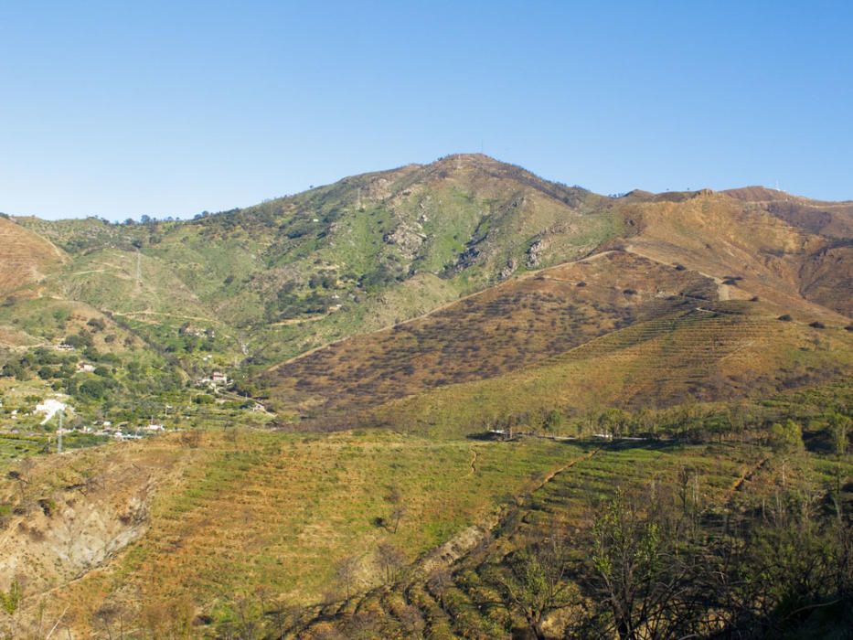 Hace cinco años, un gran incendio afectaba a 8.000 hectáreas de los municipios de Coín, Alhaurín el Grande, Mijas, Marbella, Ojén y Monda. Hoy se trabaja en recuperar las zonas afectadas.