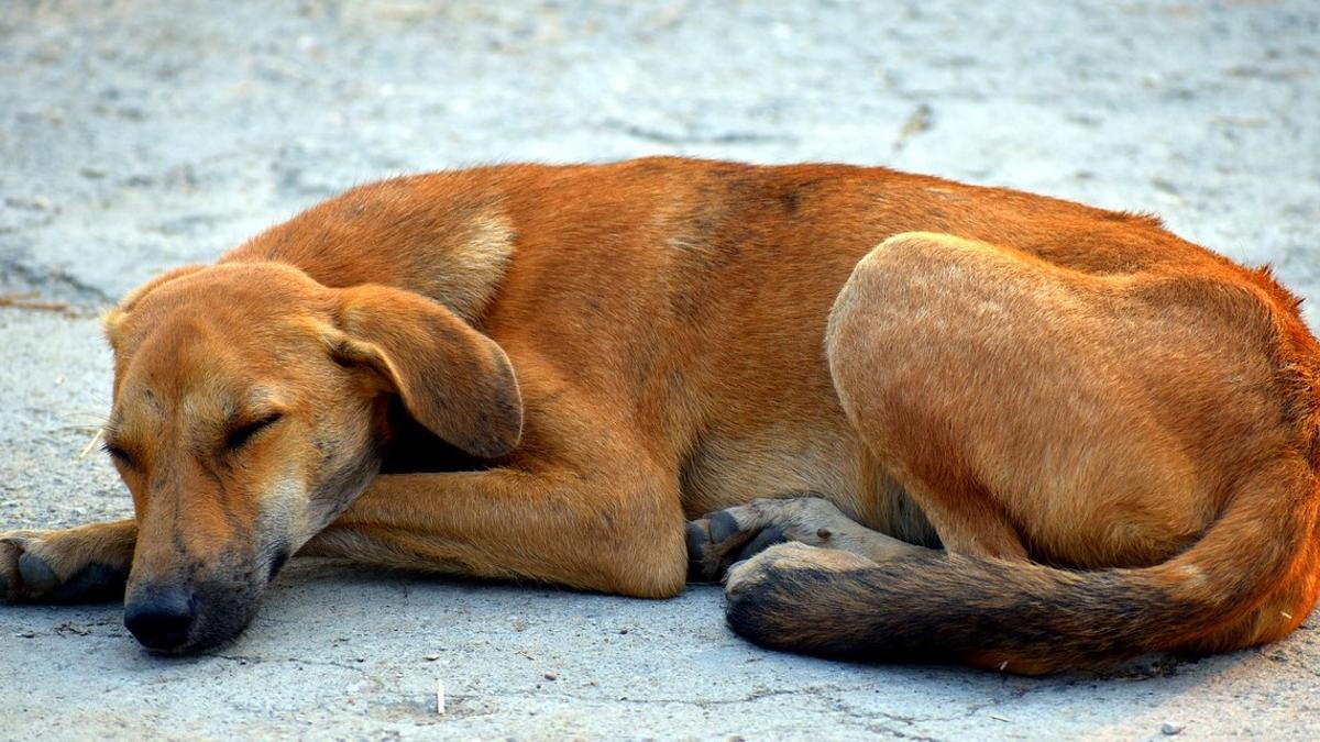 Los perros tienen actividad cerebral cuando duermen, con diferencias según la fase del sueño