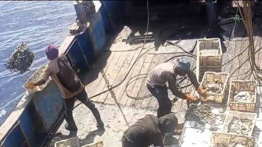 Europa y «coladero» de la pesca ilegal asiática: la plataforma oficial para la entrada de pescado no sirve de herramienta de control
