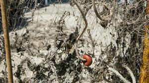 Pescadors es queixen de la contaminació de les aigües de Badalona