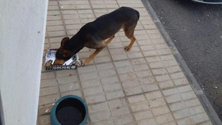 Maltrato animal en Canarias | Amigos de Pedro insisten en que la muerte de Timple fue "un accidente"