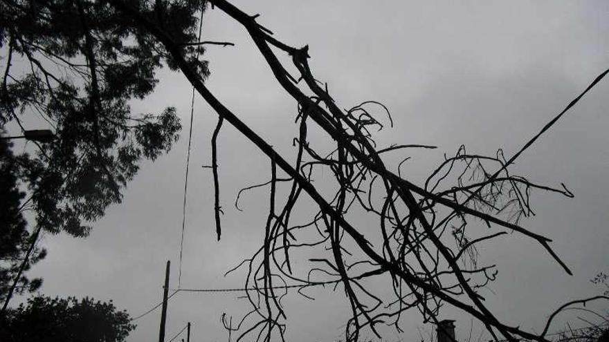 El árbol derribado por el viento sobre los cables de la luz. // Cedida